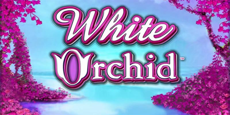 Bí ẩn White Orchid: Tựa game khiến bạn mê mẩn!